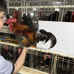 尾羽测量器2
